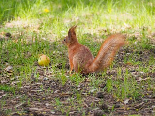Cute red squirrel posing near apple in the spring park