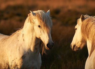 Two Camargue horses toned image