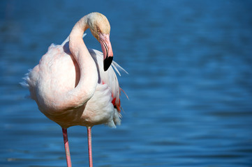 Portrait of greater Flamingo