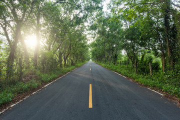 Fototapeta na wymiar Road, Empty asphalt countryside road through tunnel of trees with sunlight