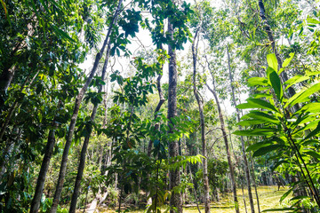 Tropical Rainforest Landscape background green tree