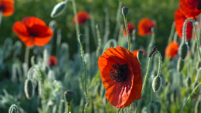 Fly wakes up on poppy field at dawn