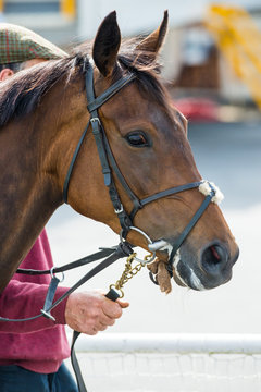 portrait of a race horse in the parade ring before a race