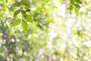 Green leaves bokeh blurred background