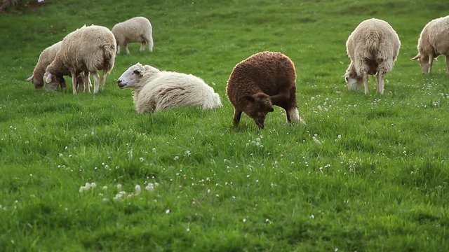 Reba&ntilde;o con ovejas y un cordero negro en un prado con mosquitos que revolotean al atardecer