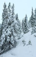 Snowy fir trees on winter hill.