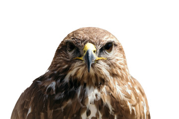 Beautiful eagle bird closeup