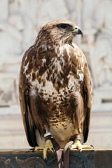 Beautiful eagle bird closeup