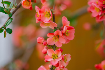 Fototapeta na wymiar Beautiful quince flowers