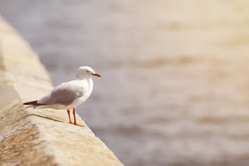 Sea birds soft light effect at sunlight.
