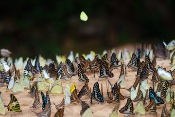 Group of butterfly on the ground