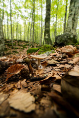 Toadstool growing in a beech forest