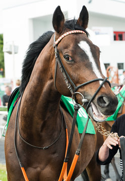 Close up of a Race horse in the the parade ring before the race