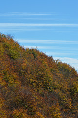 Fototapeta premium Vertical autumn landscape