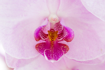 Pink Orchid closeup (Phalaenopsis).