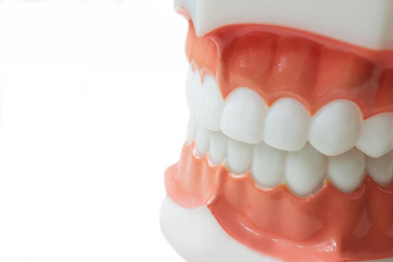 Dental teeth model on white background with clipping path