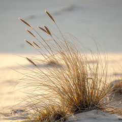 beautiful view of the coastal dunes