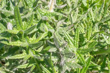 Carduus acanthoides thistle plant.
