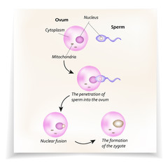 The structure of the ovum. The introduction of sperm into the ovum. Nuclear fusion. The formation of the zygote. 