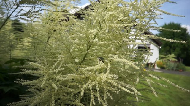 Wald-Geissbert (Aruncus dioicus)