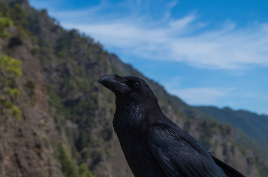 Raven on La Palma Island, picture from very close distance