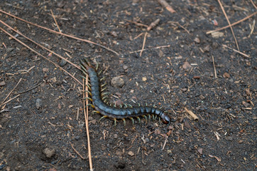 Fototapeta premium Centipede in volcanic sand, La Palma, Spain