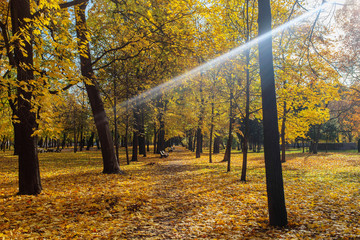 Obraz premium sunbeam in the autumn