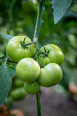 Green Tomato fruit on the plant