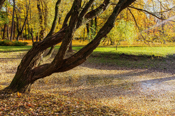 Fototapeta premium landscape in autumn park