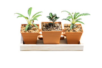 Plants grown in pots small for home and garden isolated on white background.
