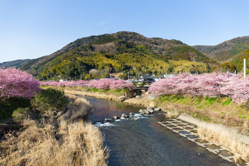 Fototapeta na wymiar Sakura in karazu city