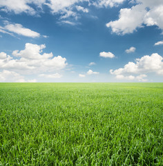 Obraz premium Field at the day time. Agricultural landscape in the summer time..