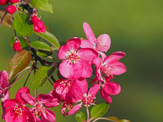 Naklejka na ściany i meble Sakura cherry blossom closeup