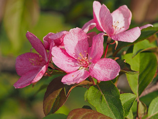 Apple tree flower closeup