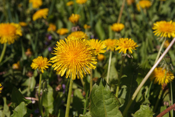 Поле одуванчиков
