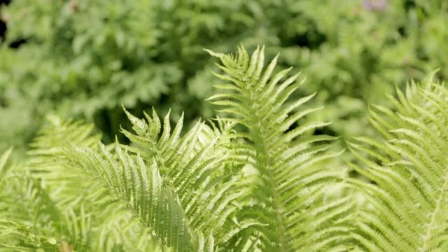fern in Sunny weather in the wind