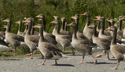 Greylag Goose