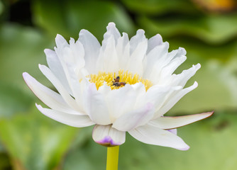 White and blue water lily or lotus flower with bees.