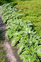 hosta plantain lily bush