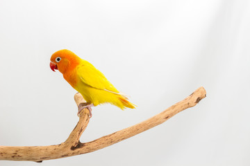 Double Yellow Lovebird