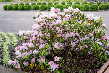 rhododendron bush