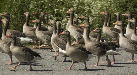 Greylag Goose