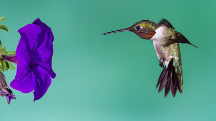 Humingbird Breaking © mattcuda