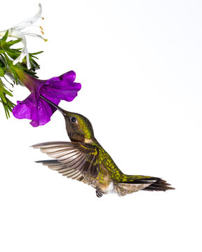 Ruby-throated Hummingbird On White