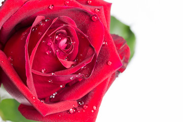 Close up red rose with water drop on white backgroung design for