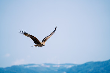 Fototapeta na wymiar 湘南海岸の鷹