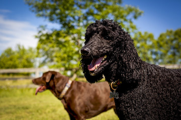 Silly black standard poodle looking at viewer with chocolate Lab friend in background on green lawn with blue sky