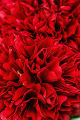 Close-up of a peonies