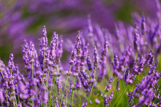 Fototapeta Beautiful Blooming Lavender Flowers. Summer season in Provence, 