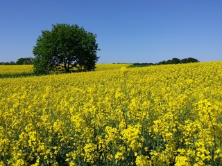 Fototapeta premium Grüner Baum in einem hügeligen Rapsfeld